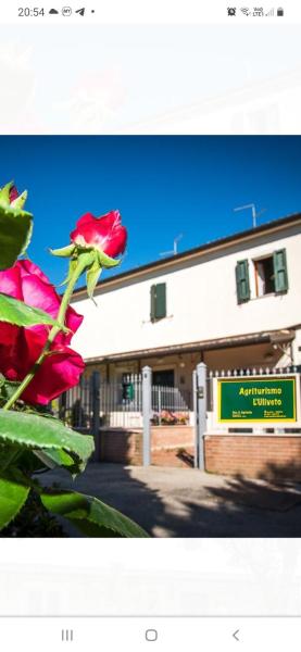 L'uliveto
